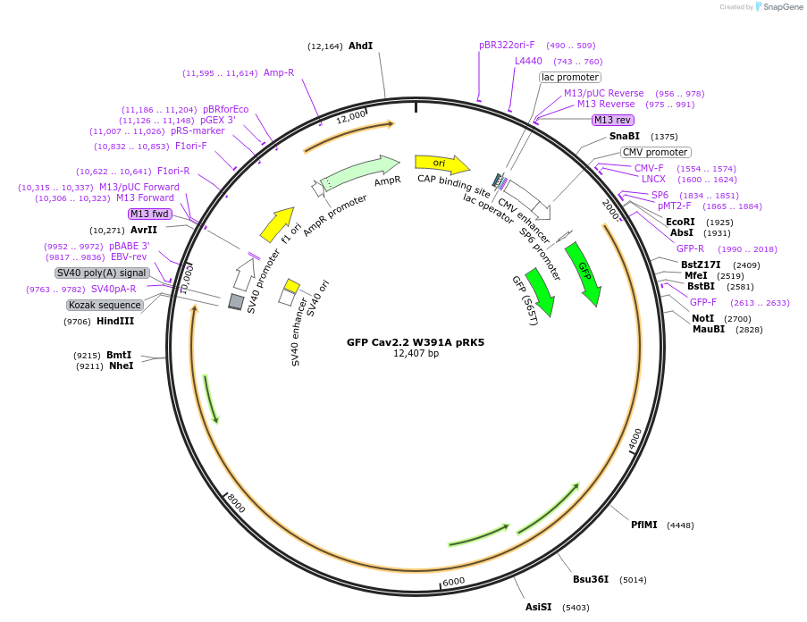 206084-plasmid-map-sequence-id-412224