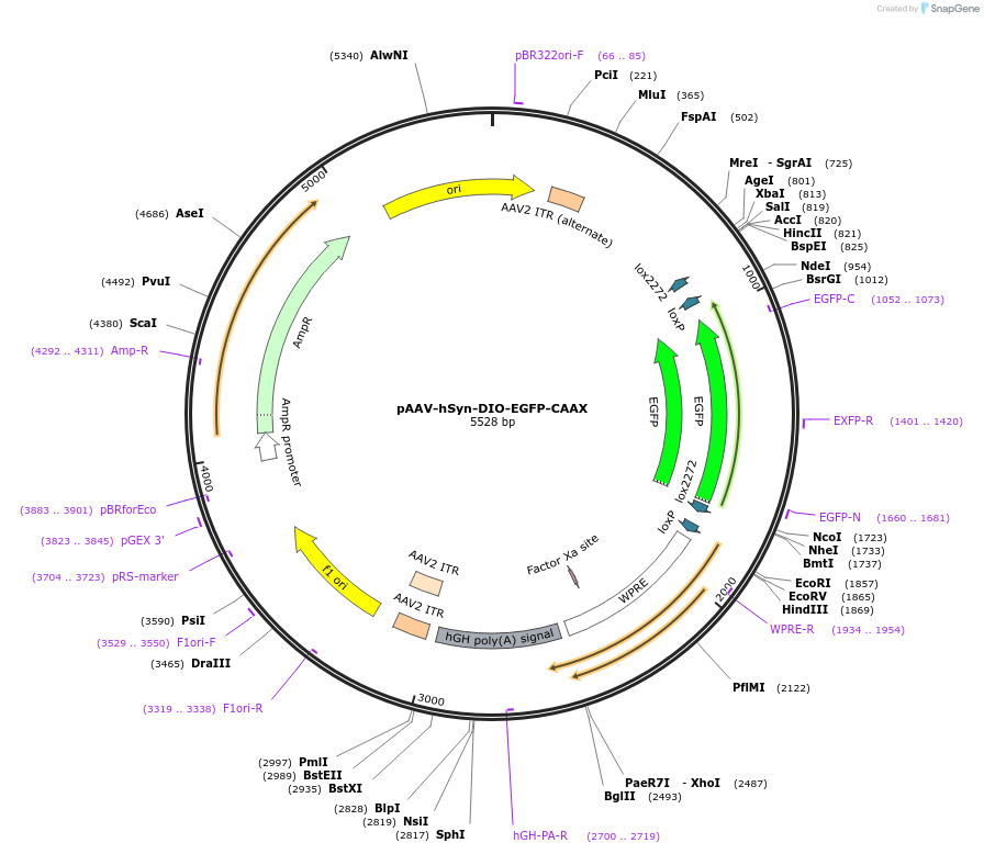 208685-plasmid-map-sequence-id-412234