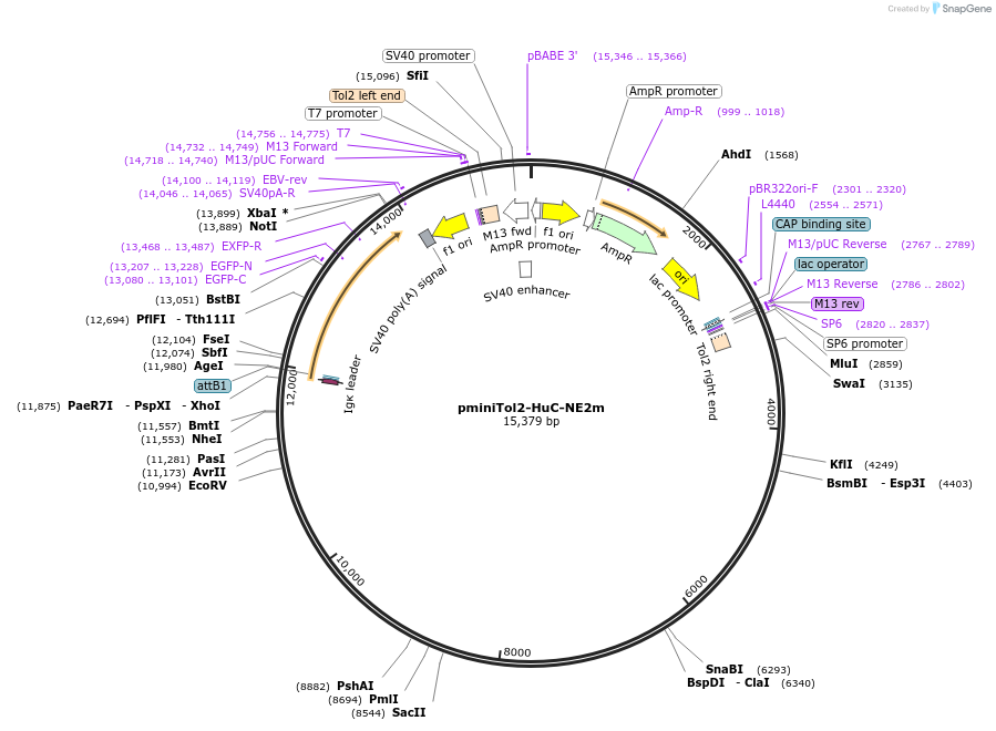 208688-plasmid-map-sequence-id-412237