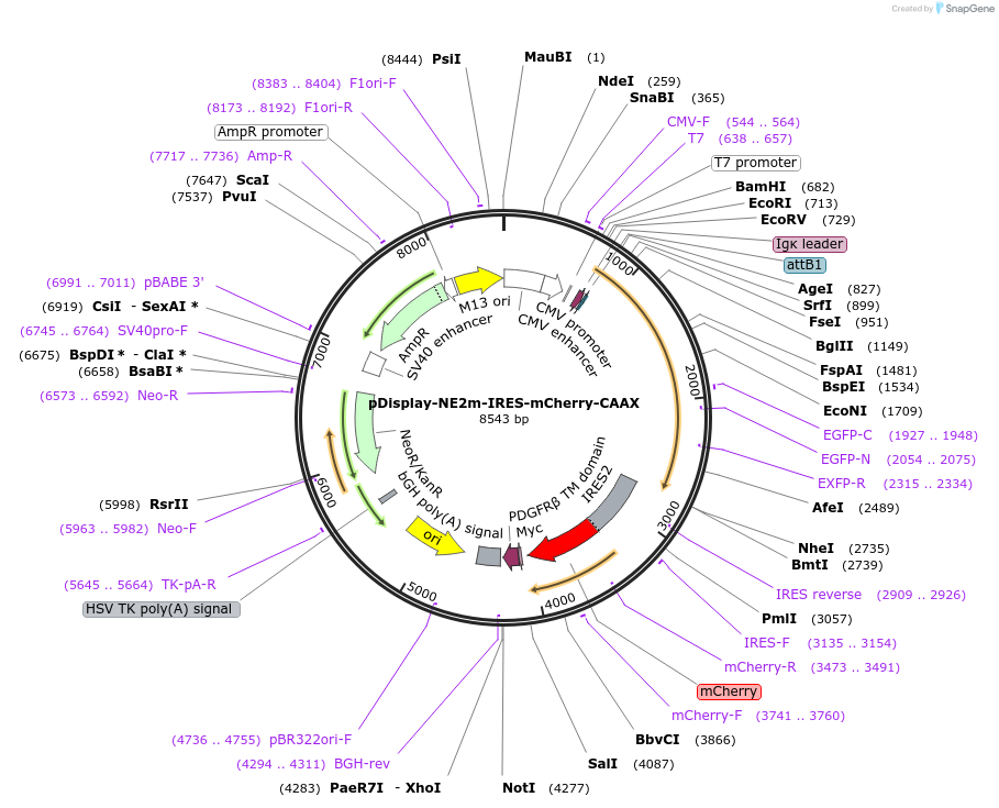 208690-plasmid-map-sequence-id-412239