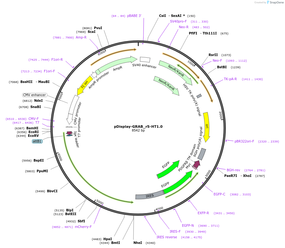 208713-plasmid-map-sequence-id-412240