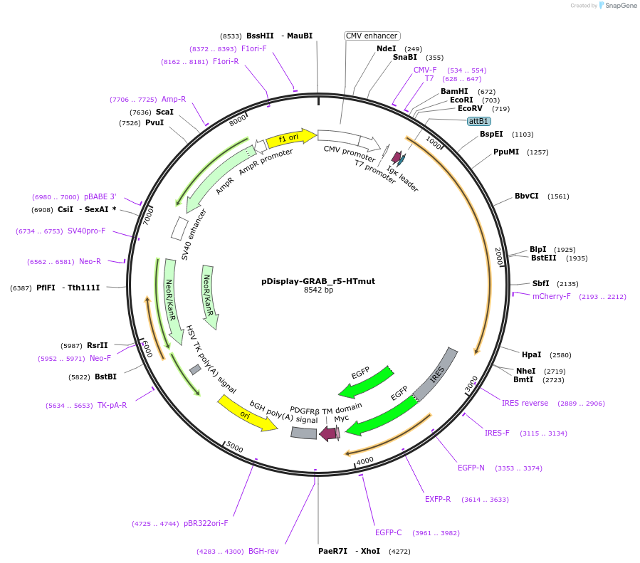 208714-plasmid-map-sequence-id-412242