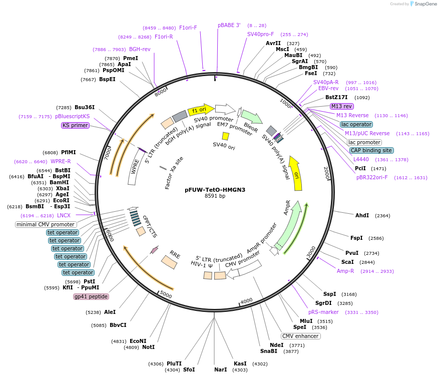 207213-plasmid-map-sequence-id-412249