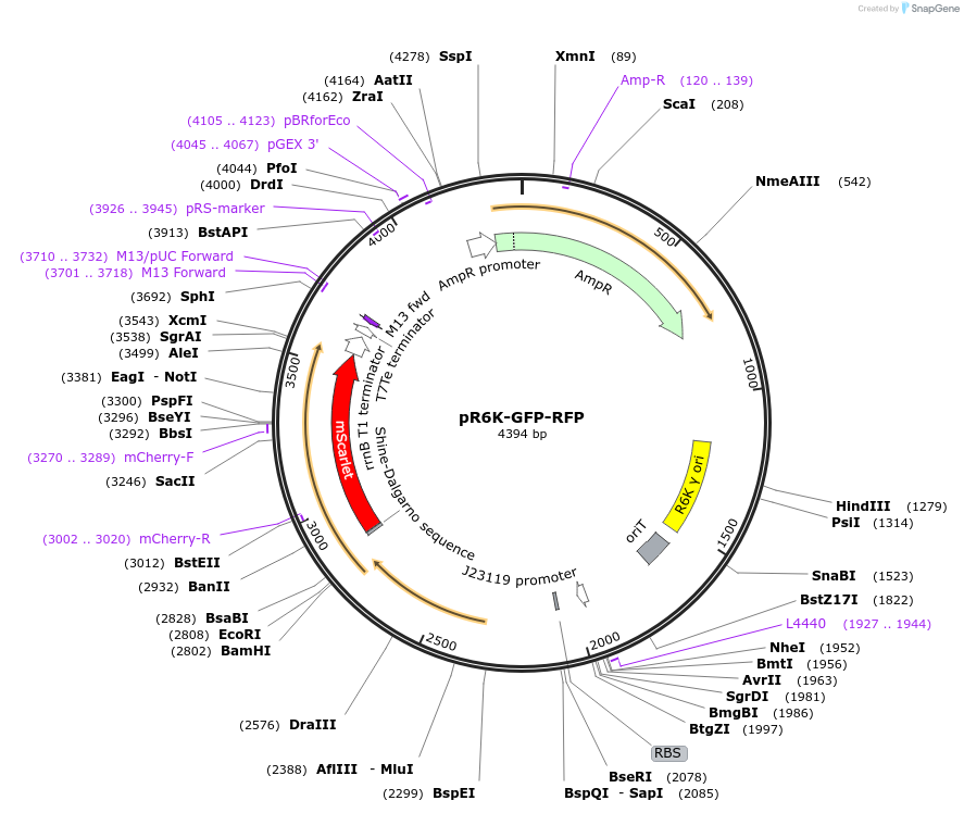 199652-plasmid-map-sequence-id-412250
