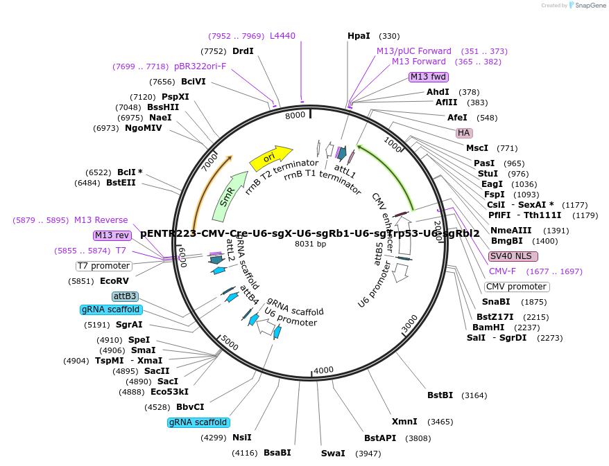 209060-plasmid-map-sequence-id-412264