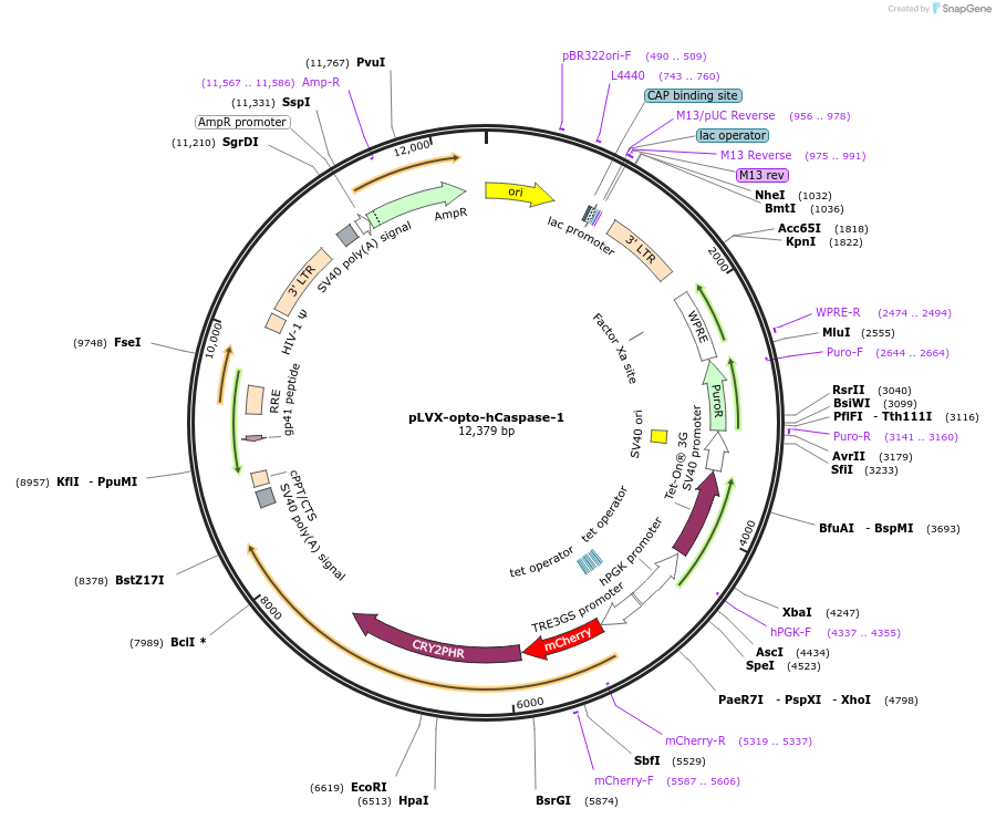 208790-plasmid-map-sequence-id-412265
