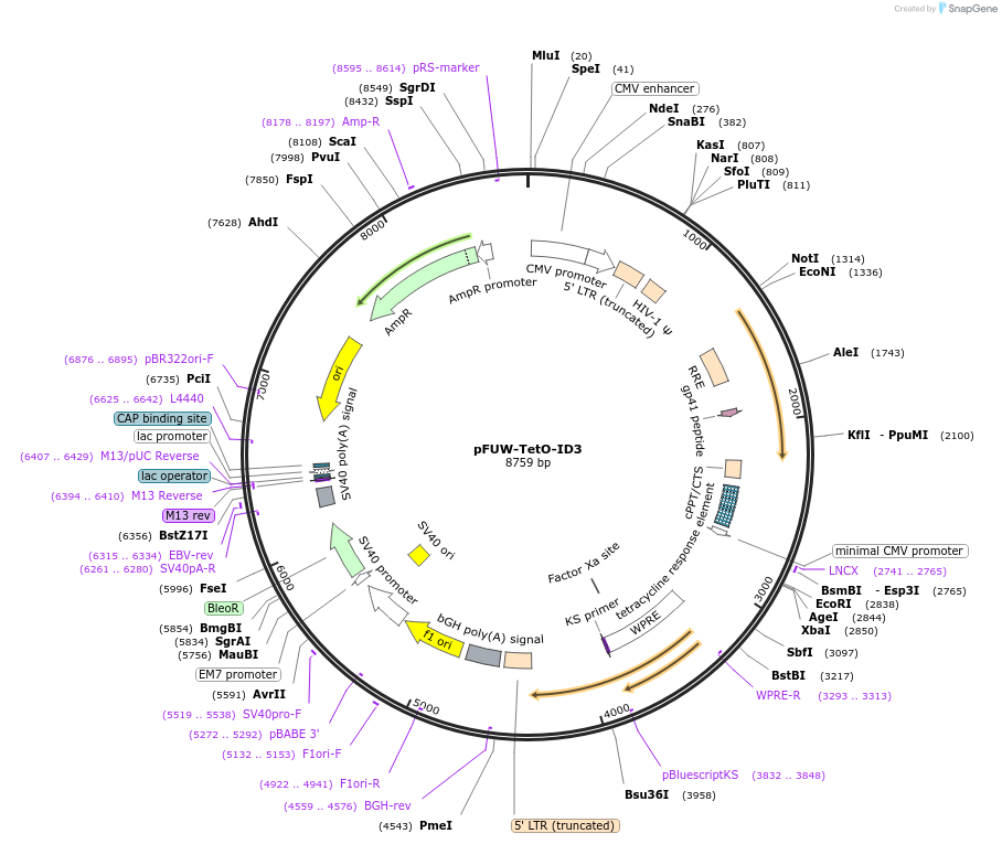 207215-plasmid-map-sequence-id-412270