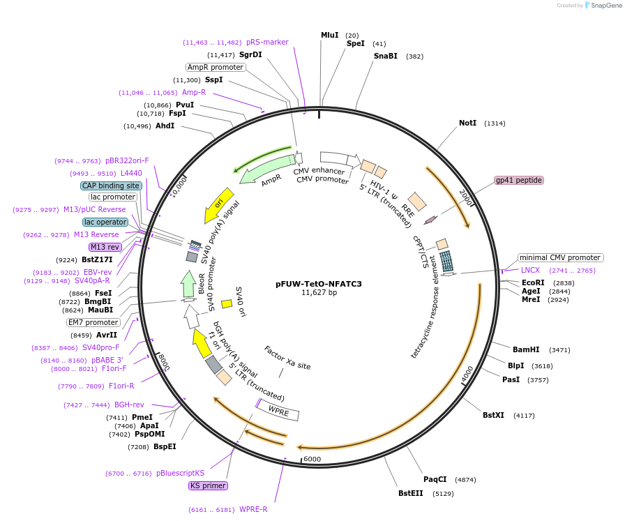 207222-plasmid-map-sequence-id-412274