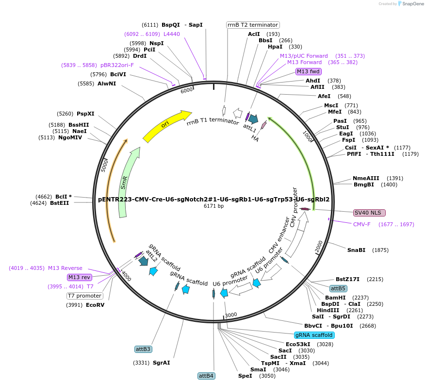 209069-plasmid-map-sequence-id-412278