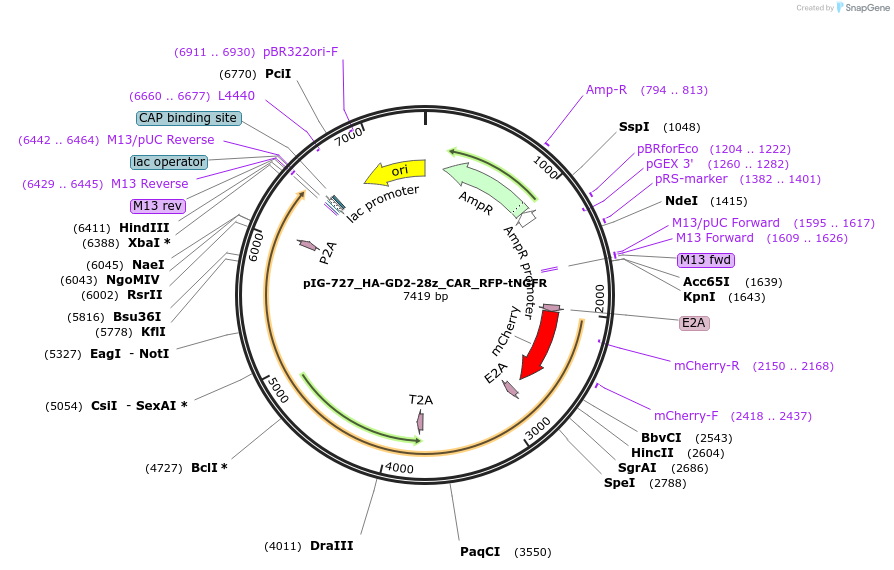 207487-plasmid-map-sequence-id-412282