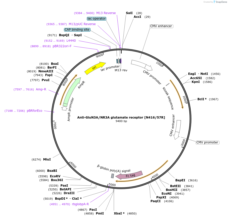 206618-plasmid-map-sequence-id-412285