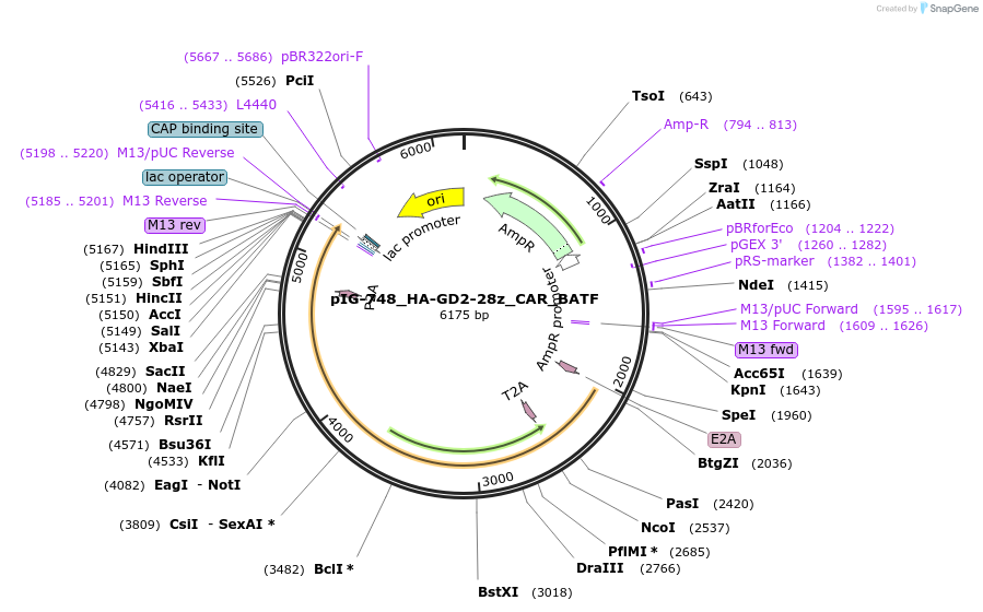 207488-plasmid-map-sequence-id-412286