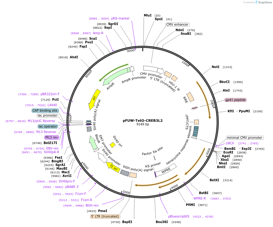 207207-plasmid-map-sequence-id-412287