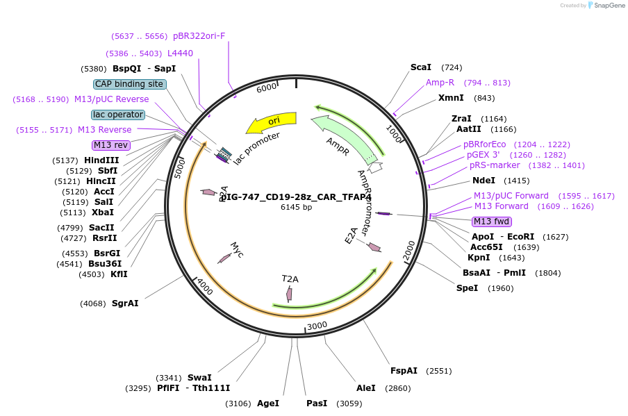 207489-plasmid-map-sequence-id-412289