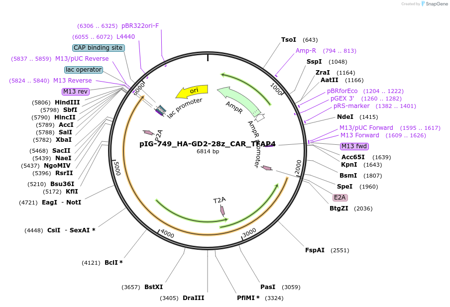 207490-plasmid-map-sequence-id-412290