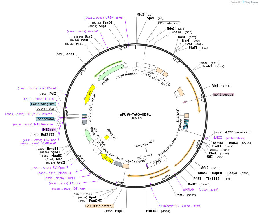 207230-plasmid-map-sequence-id-412299