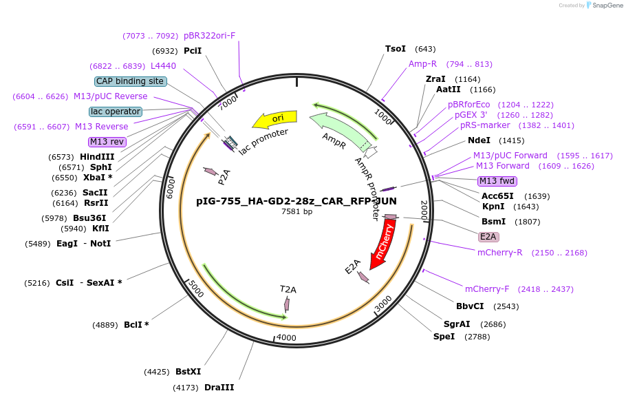 207494-plasmid-map-sequence-id-412300