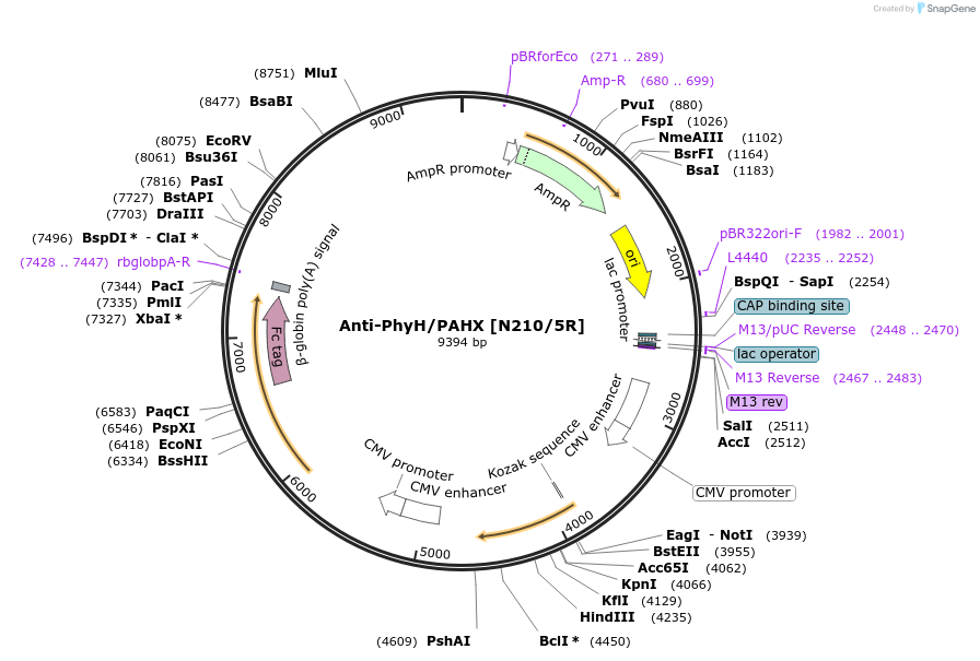 206541-plasmid-map-sequence-id-412305