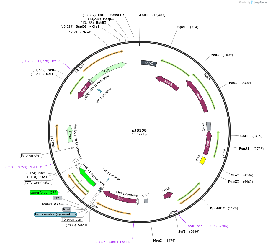 202601-plasmid-map-sequence-id-412308