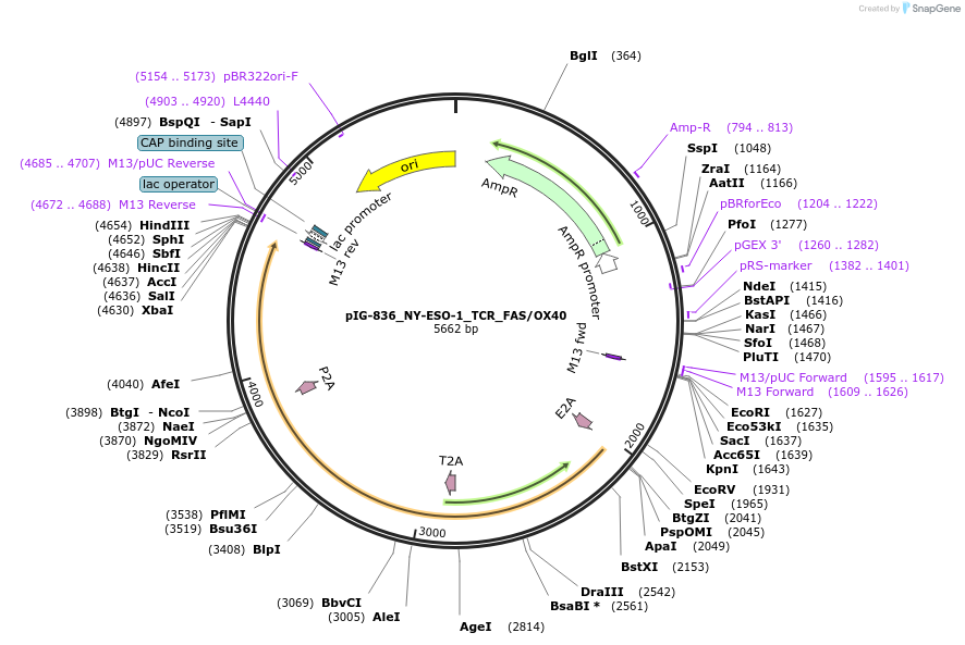 207499-plasmid-map-sequence-id-412321