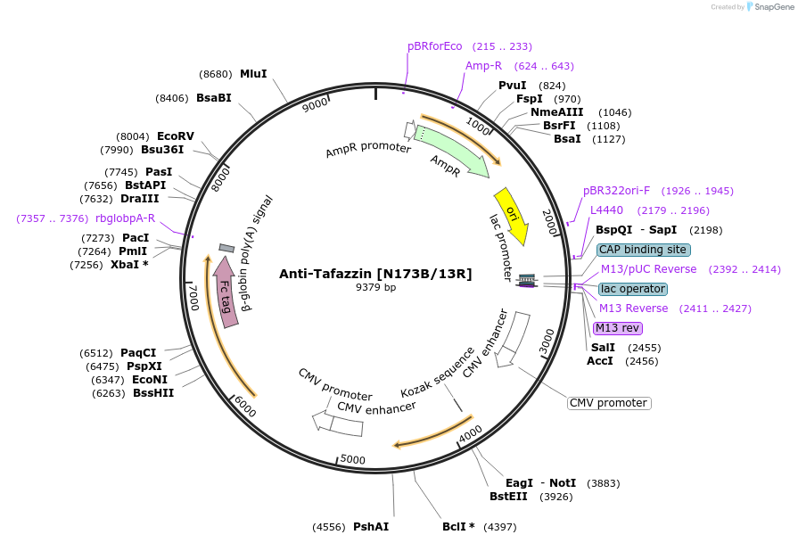 206539-plasmid-map-sequence-id-412325
