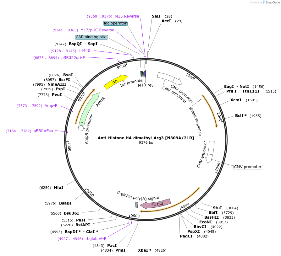 206552-plasmid-map-sequence-id-412328