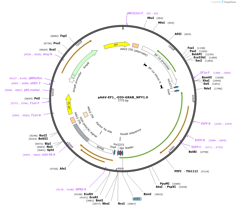 208677-plasmid-map-sequence-id-412329