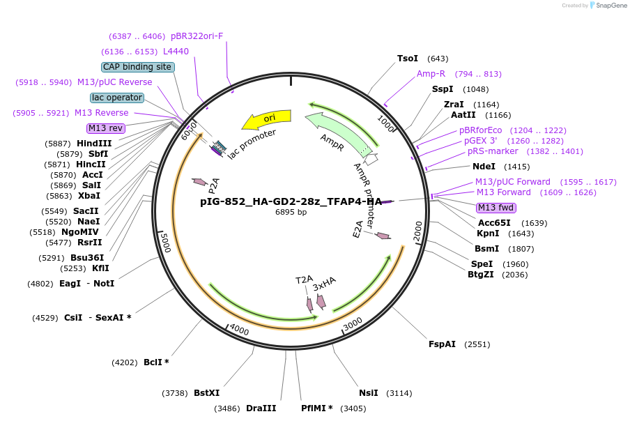 207502-plasmid-map-sequence-id-412330