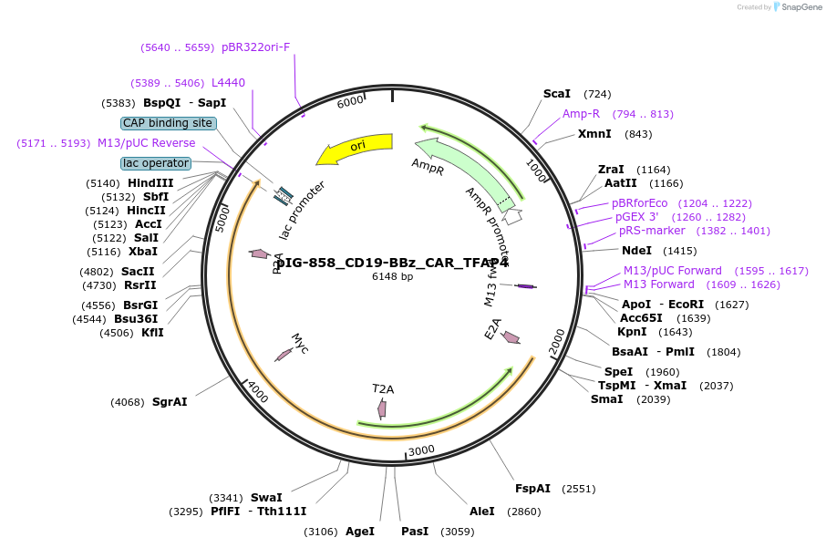 207503-plasmid-map-sequence-id-412334