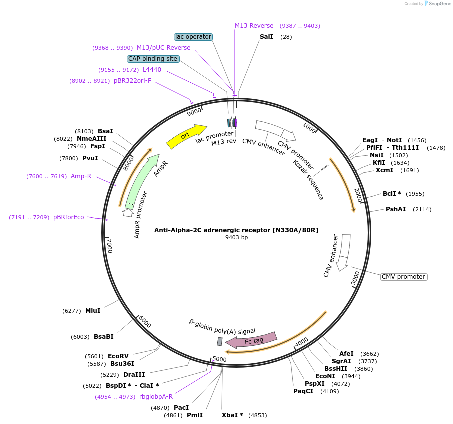 206555-plasmid-map-sequence-id-412337