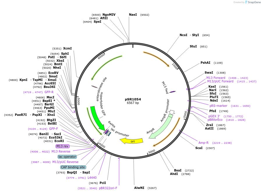 208740-plasmid-map-sequence-id-412340