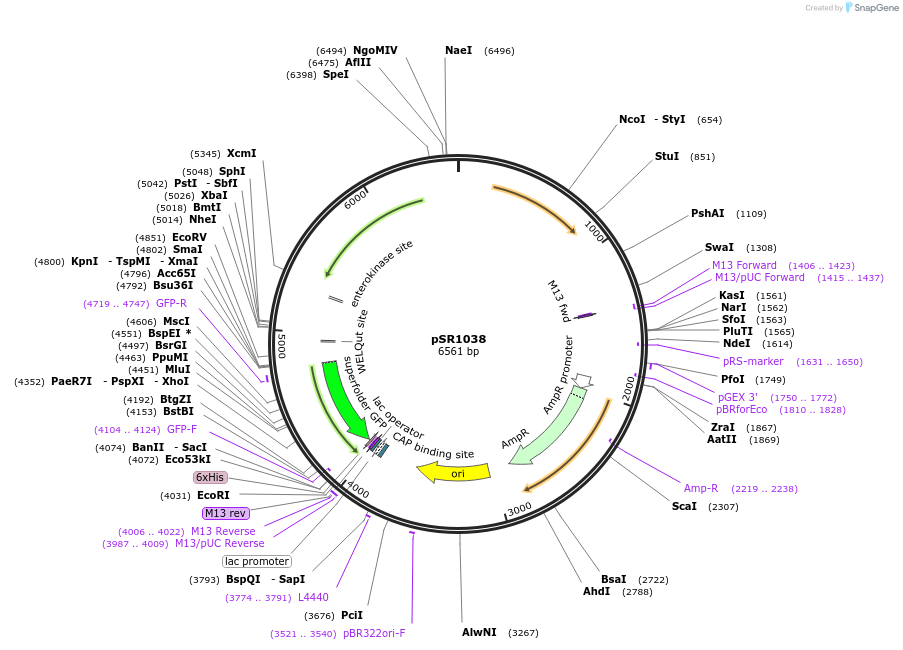 208737-plasmid-map-sequence-id-412343
