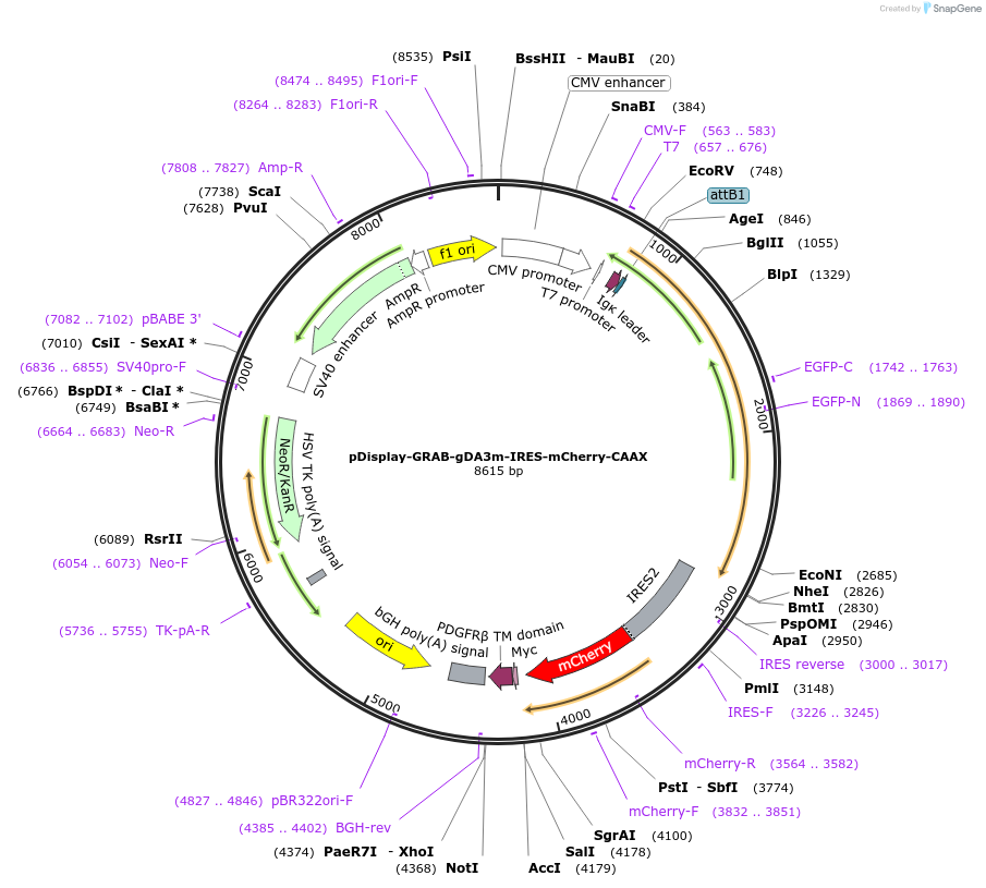 208692-plasmid-map-sequence-id-412344