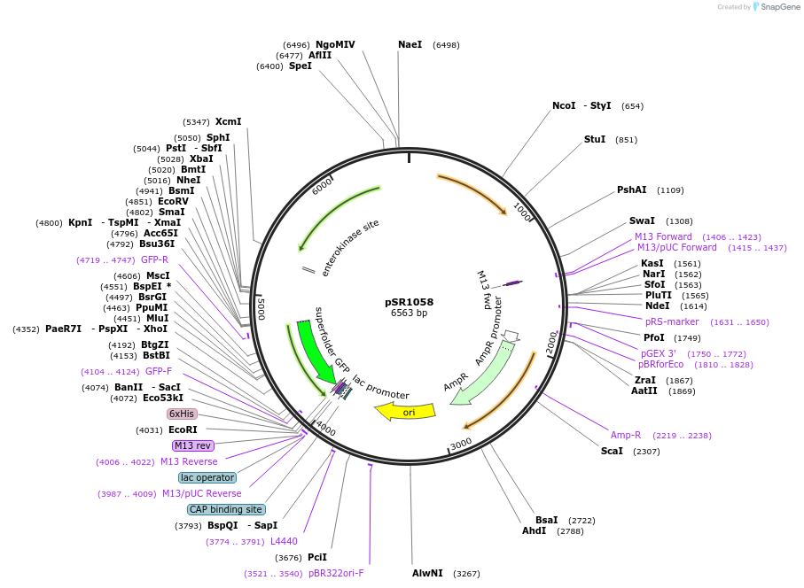 208743-plasmid-map-sequence-id-412346