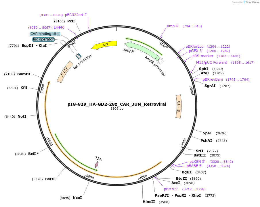 207506-plasmid-map-sequence-id-412347