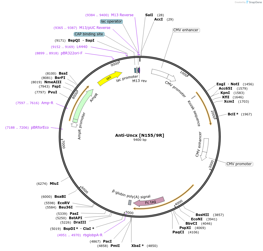 206537-plasmid-map-sequence-id-412348