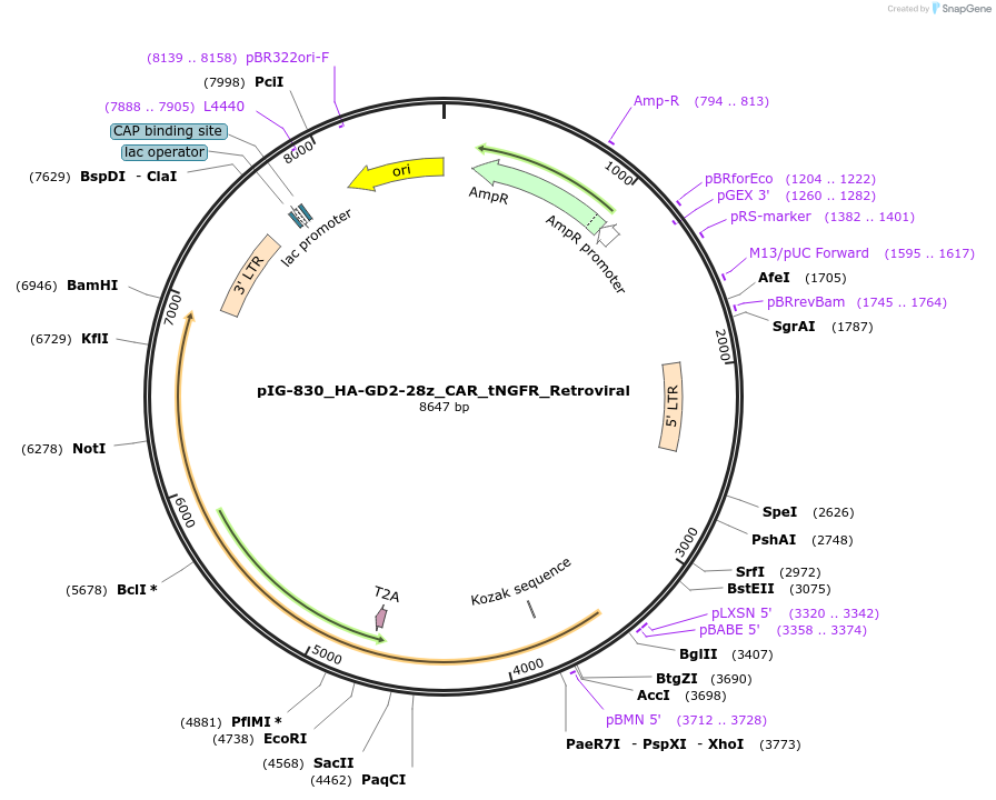 207507-plasmid-map-sequence-id-412352