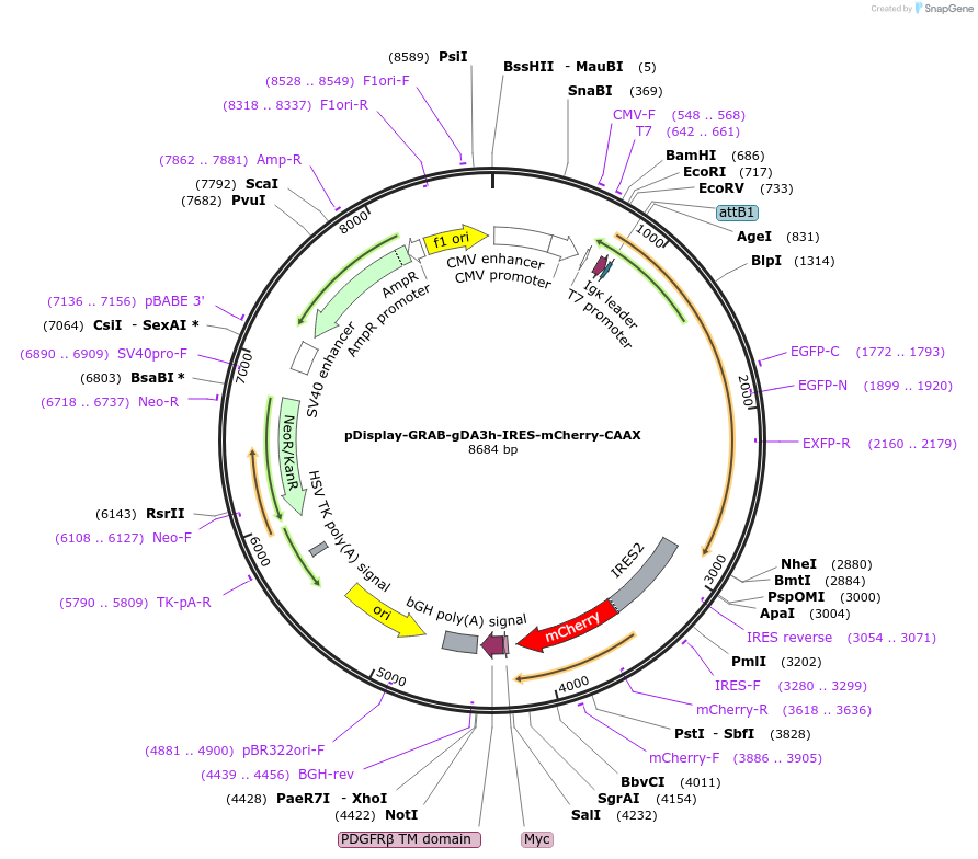 208693-plasmid-map-sequence-id-412353