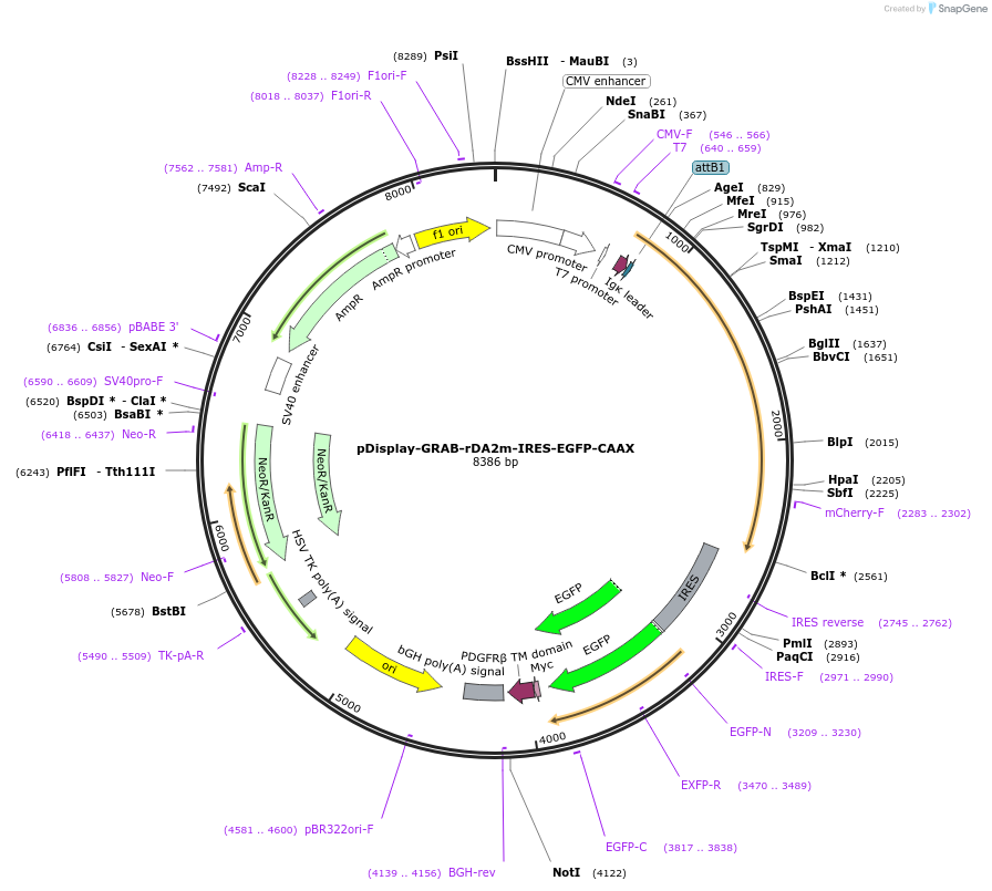 208694-plasmid-map-sequence-id-412354