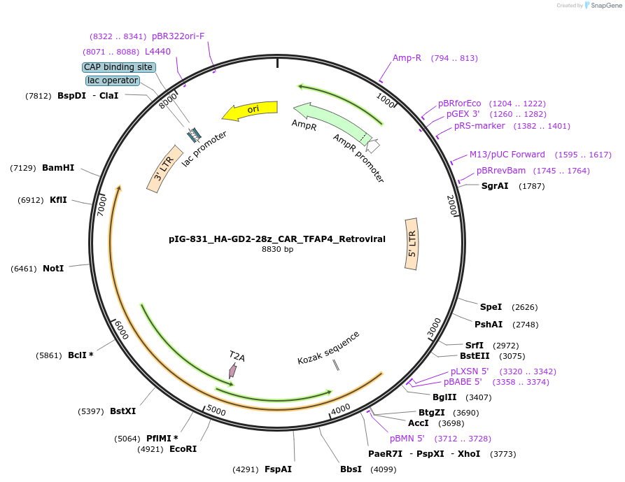 207508-plasmid-map-sequence-id-412355
