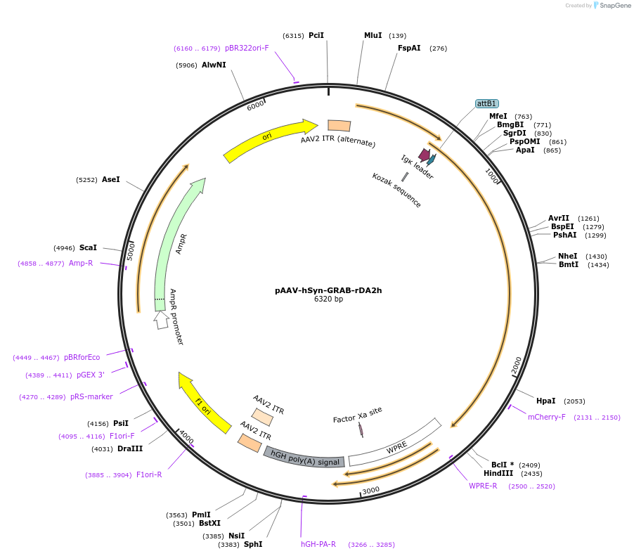 208701-plasmid-map-sequence-id-412357