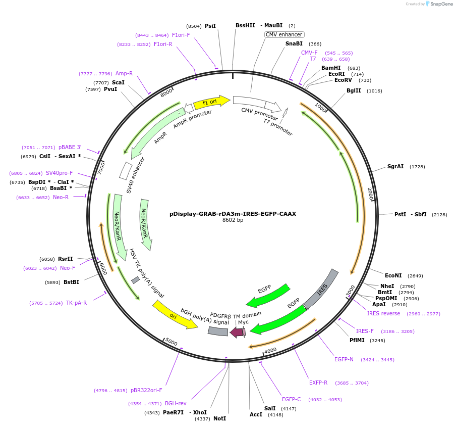 208696-plasmid-map-sequence-id-412358