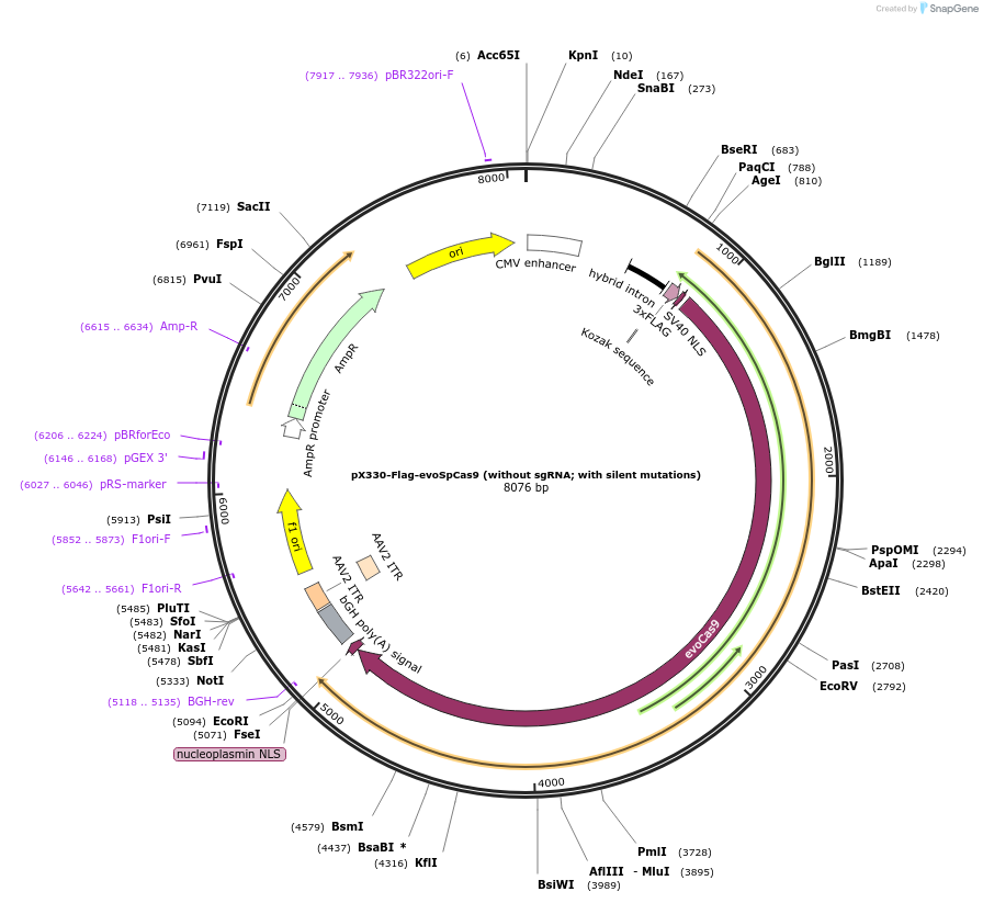 126758-plasmid-map-sequence-id-412365