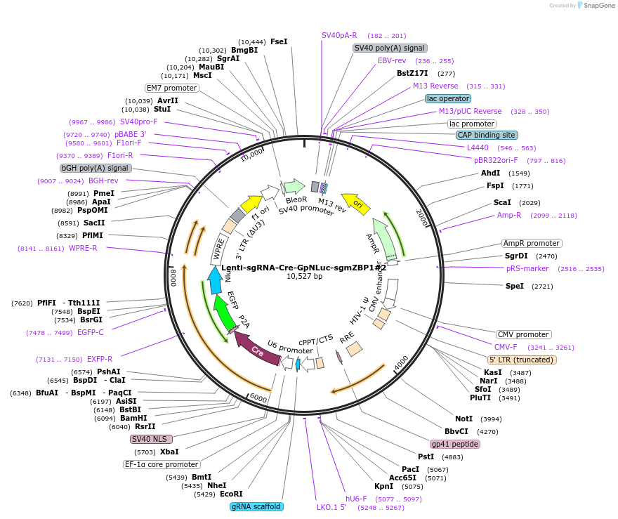 208388-plasmid-map-sequence-id-412367
