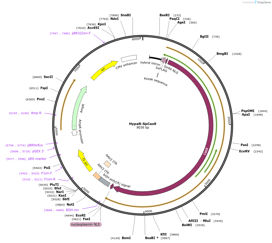 126757-plasmid-map-sequence-id-412372