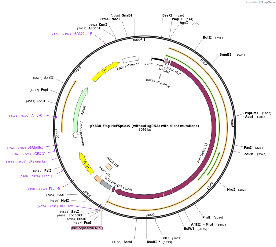126759-plasmid-map-sequence-id-412375