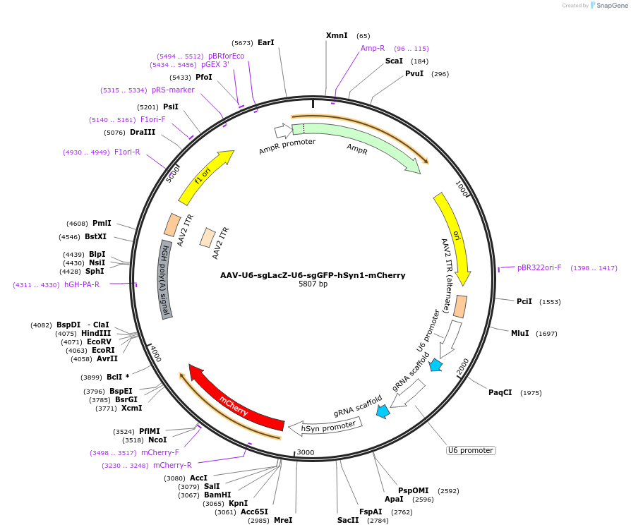 208834-plasmid-map-sequence-id-412377