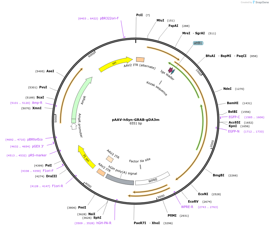 208698-plasmid-map-sequence-id-412464