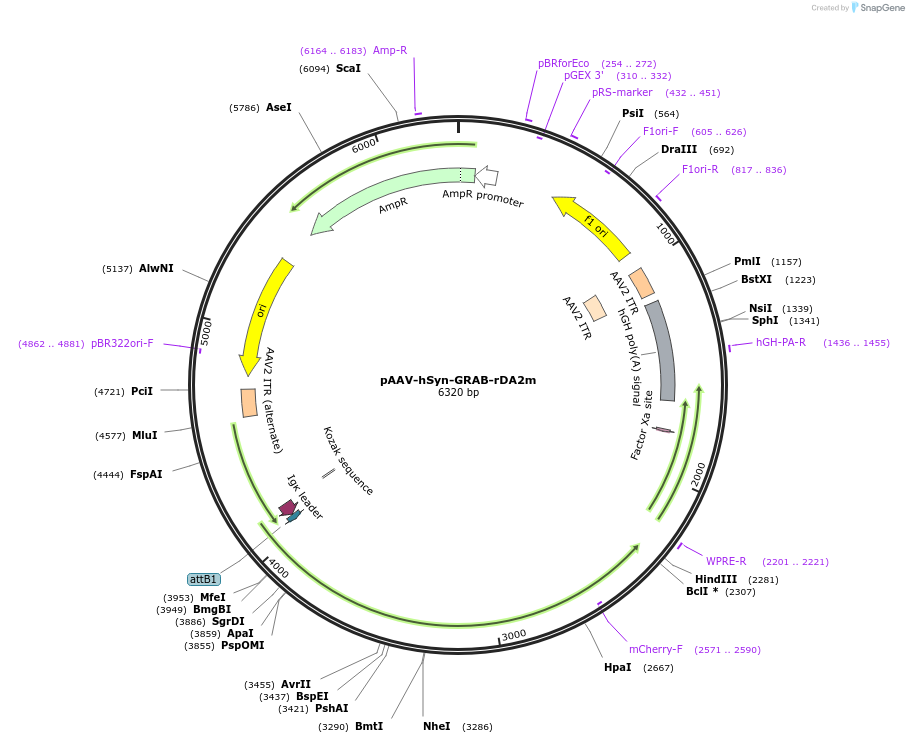 208700-plasmid-map-sequence-id-412466
