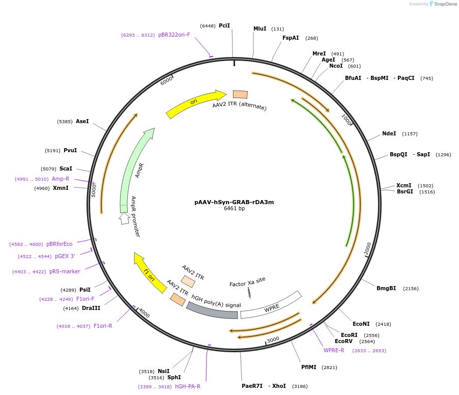 208702-plasmid-map-sequence-id-412467